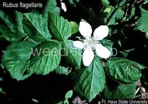 dewberry, northern